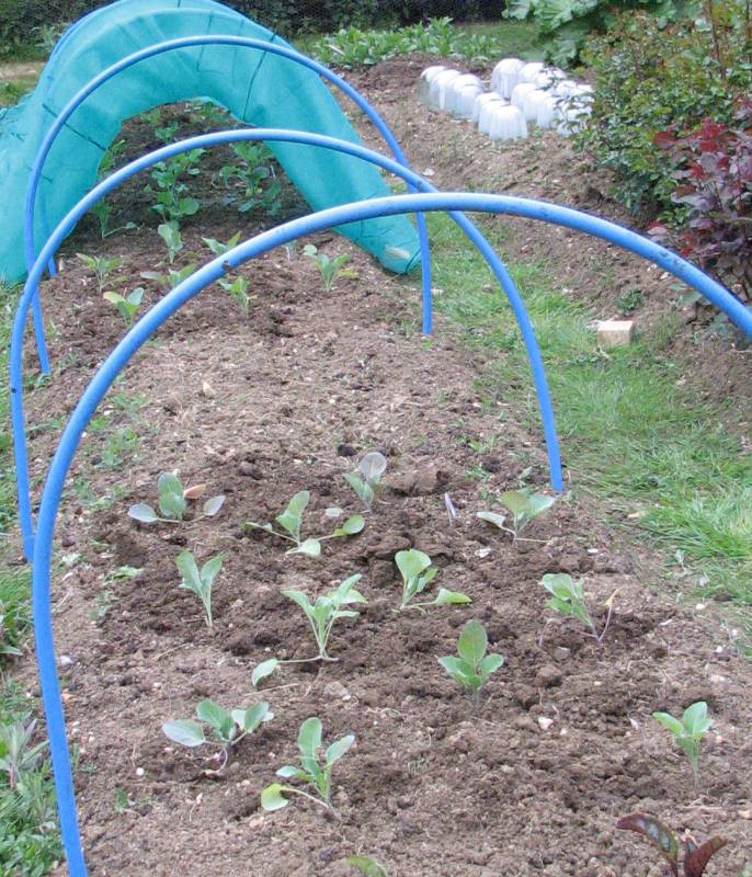 Brassica Planting under the Netting